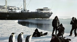 Невдалий експеримент із переселення пінгвінів (6 фото)