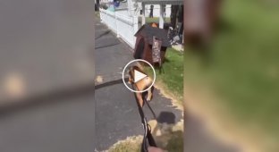 Почему многие собаки не любят Хэллоуин