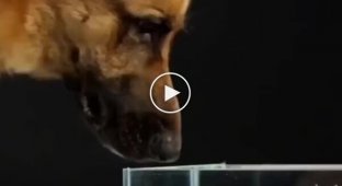 Як собаки п'ють воду