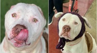 Пес втратив вуха — але ветеринар зв'язав йому чарівний подарунок (9 фото)
