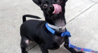 Забавный пес нашел новых хозяев благодаря активности пользователей сети (5 фото)