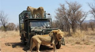 Ужасающие кадры нападения льва на 72-летнего владельца сафари-парка в ЮАР (12 фото + 1 видео)