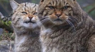 Знакомьтесь, европейские дикие кошки (6 фото)