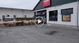 Стадо баранів влаштувало хаос у супермаркеті Баварії