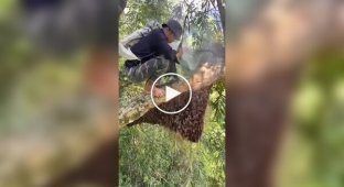 Сборщик дикого меда за работой