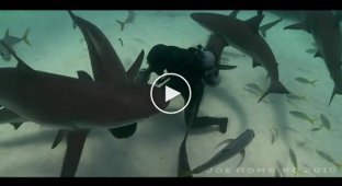 Ручные акулы
