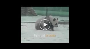 Панда радуется внезапно выпавшему снегу