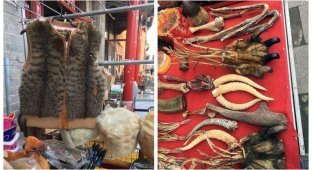 В Китае продают жилеты из кошачьего меха (8 фото + 1 видео)