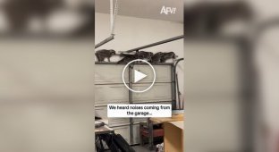 Банда єнотів проникла в гараж у США