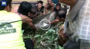 Жители Таиланда спасли 200-килограммового сома