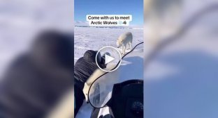 Уникальные кадры полярной семьи в арктических просторах