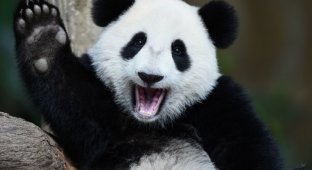 Гигантские панды будут жить (8 фото)