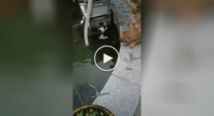 Смелый щенок спас кота, который упал в воду