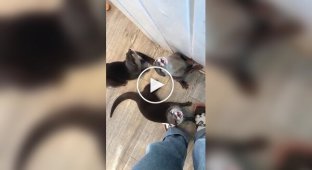 What hungry people sound like otters