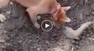 Собака хоронит своего друга