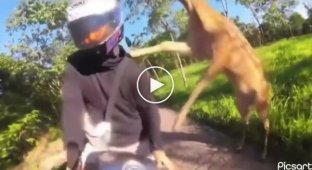 В Таиланде олень напал на байкера