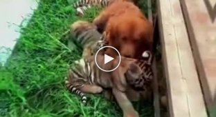 There are no other people's children: a retriever became a mother for tiger cubs