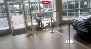 Оленёнка сняли на видео в московском автосалоне