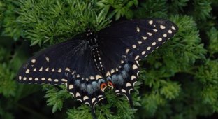 Бабочки (15 фото)