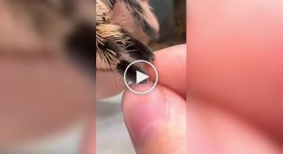 Лапки пауков немного напоминают кошачьи