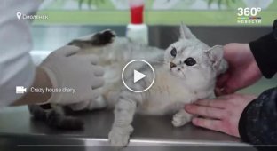 В Смоленске волонтеры пытаются спасти кошку, в которую живодер выстрелил 20 раз