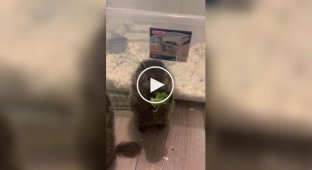 Внимание, сурки обедают