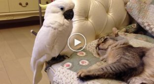 A shy parrot wakes up a cat with great love