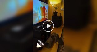 Cat's reaction to the hero of the cartoon "Flow"