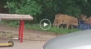 In Warsaw, wild boars stole a child's backpack