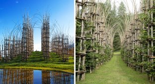 The Italian created a majestic cathedral from living trees (14 photos)