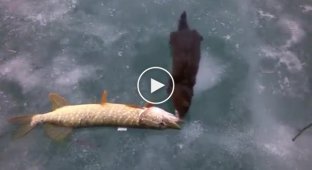Caught a fish. Mink steals pike from fisherman
