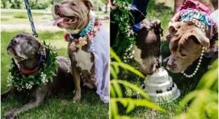 В приюте устроили свадьбу для двух стареньких собак (13 фото)