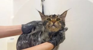 Купание кота без стресса: почему лучше доверить это профессионалам?