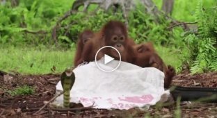 Співробітник реабілітаційного центру навчає дитинчат орангутанів боятися змій