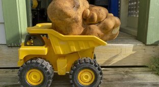 Новый мировой рекорд: картофель весом 7,9 кг (6 фото)