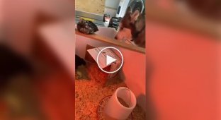 The Dog Is a Little Hungry