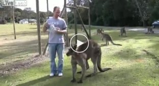 Кормить кенгуру с руки