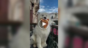 A cute dog has already set off on a journey