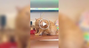 Будни толстых котов