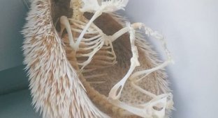 Как выглядит скелет ежа? (4 фото)