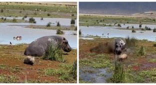 Hyena made a mistake in choosing a victim (3 photos + 1 video)