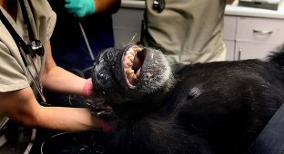 73-летней самке шимпанзе провели операцию (19 фото)