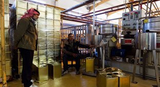 Производство оливкового масла, Иордания (35 фото)