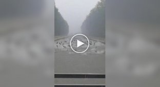 Прыжки серебряных карпов во время сильных ливней и наводнений