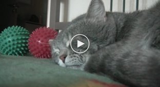 Fluffy cat talks to owner in his sleep