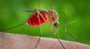 Почему комары пьют кровь и зачем она им нужна? (2 фото + 1 видео)