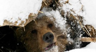 Виды медвежьих берлог (6 фото)
