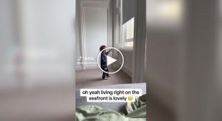 Чайка отобрала у малыша кусок пирога