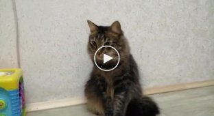 Funny reaction of a cat to the sound of tape being torn off