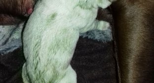 У самки лабрадора на свет появился зеленый щенок (4 фото)